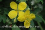 Celandine Extract 